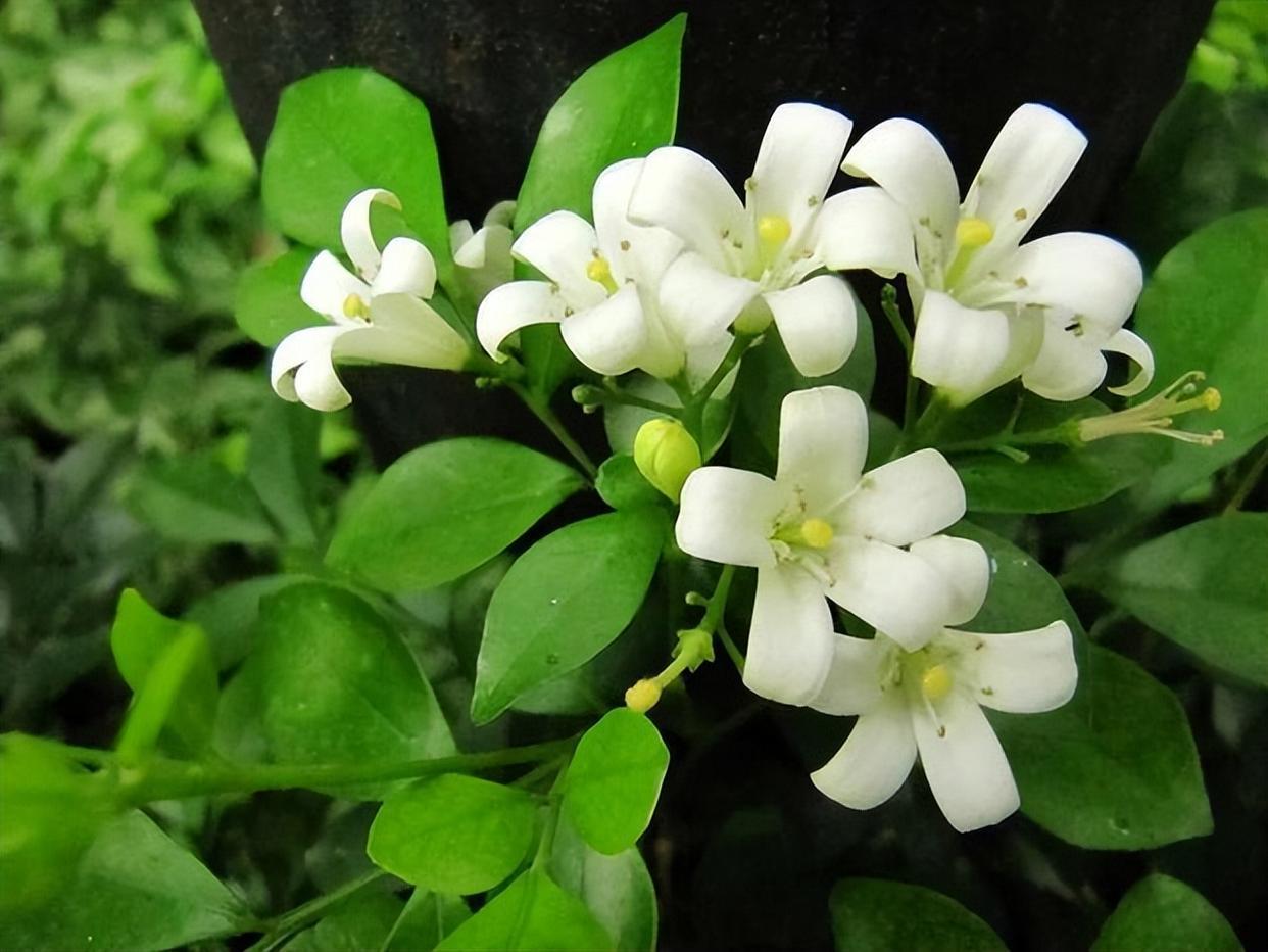 阳台有空地别错过,它比绿萝还好养,香味飘香满屋,还能净化空气