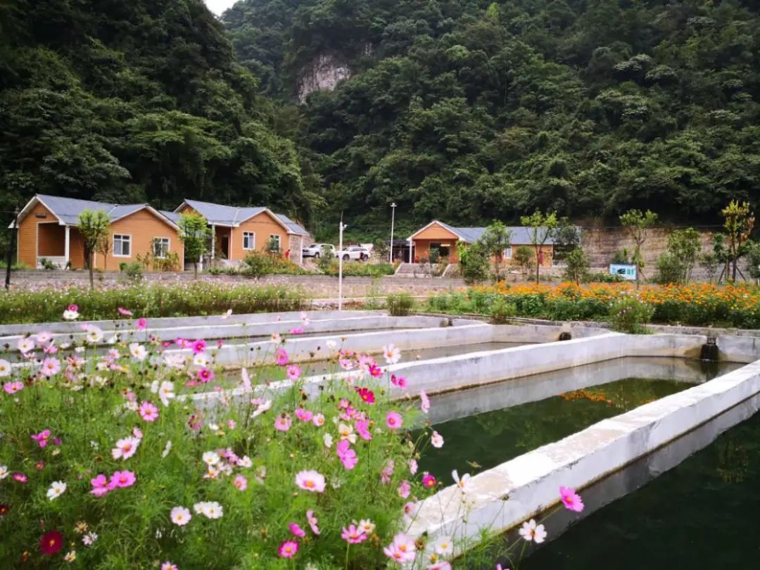 古蔺箭竹苗族乡:五新一体显实效,苗汉同胞俱欢颜