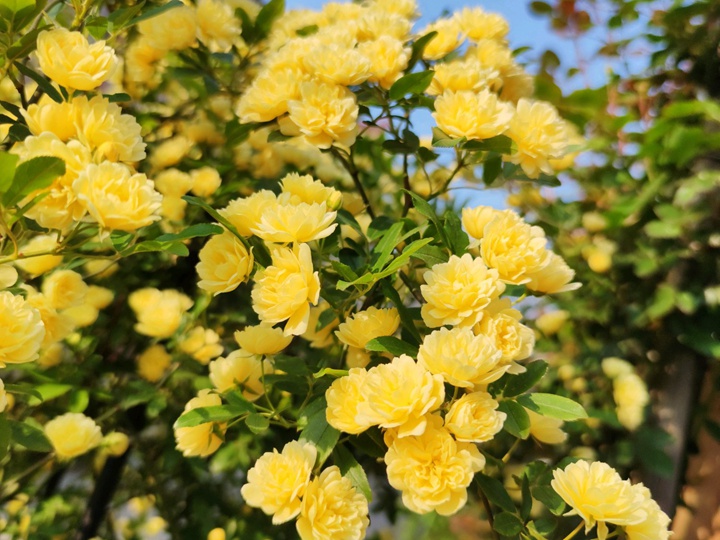 黄木香月季优缺点
