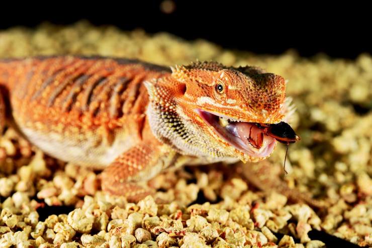 新手入门友好度最高的异宠是谁?快来揭开它的神秘面纱吧!