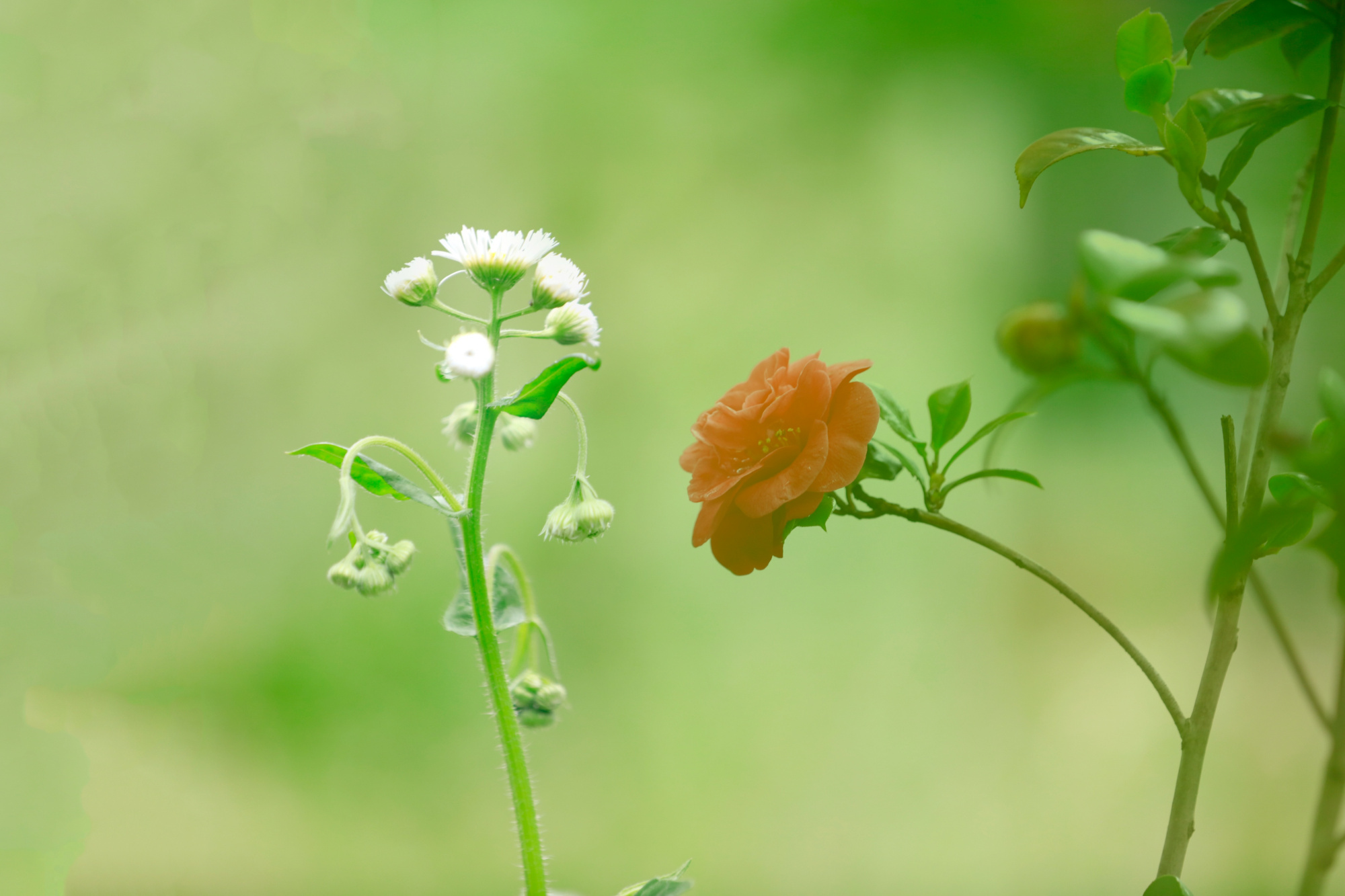 小草和小花壁纸图片