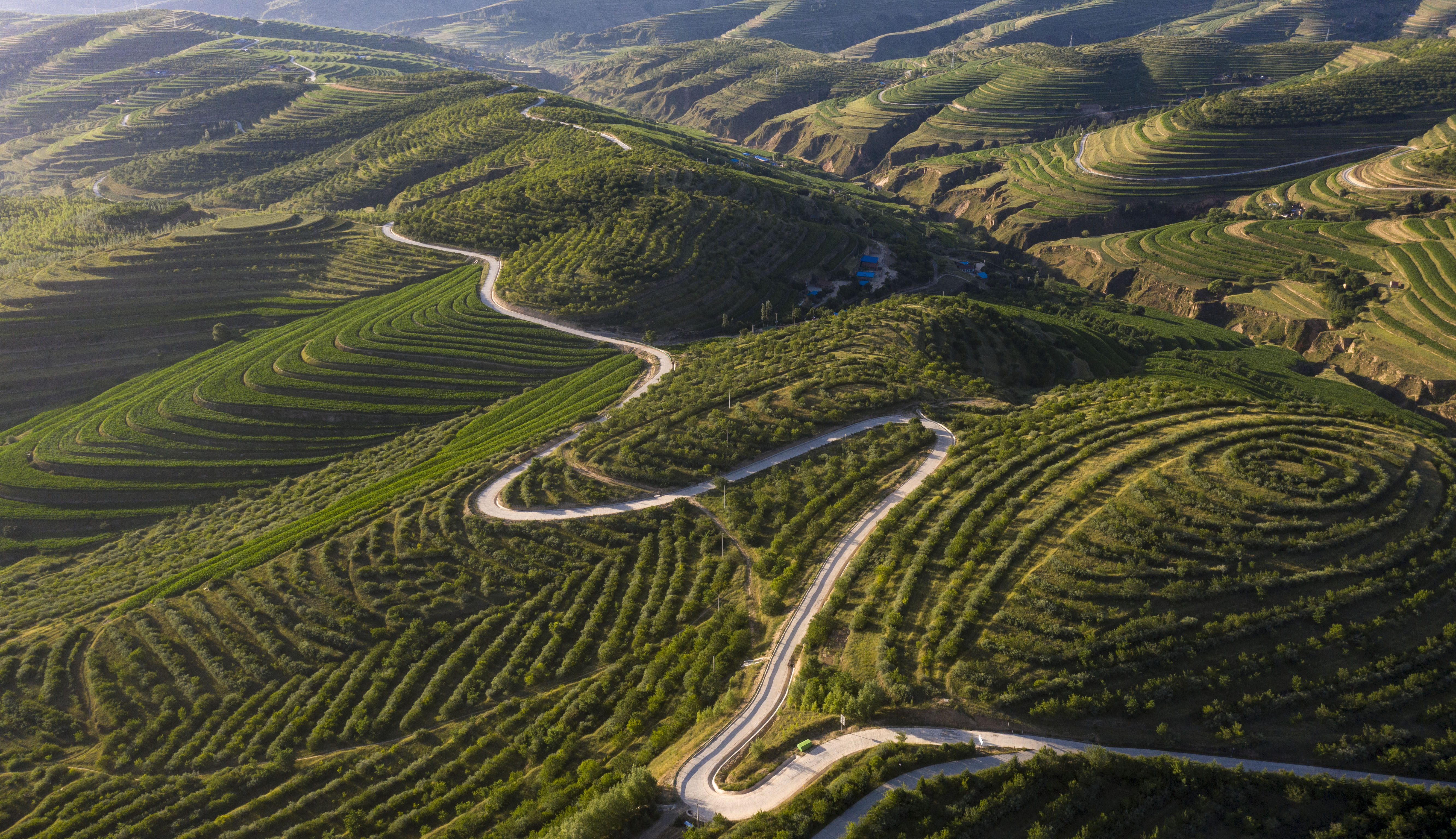 日出梯田霞光起 绿染旱塬风景秀(3)