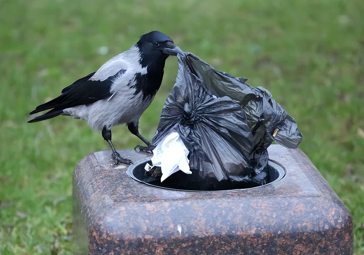 黑白相间——冠乌鸦,繁衍在"巴铁"最大的城市