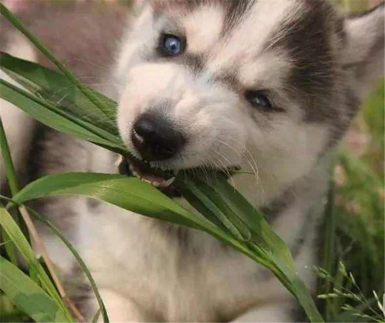 狗狗之所以自己找"叶子"吃,其实是想告诉你这些事情