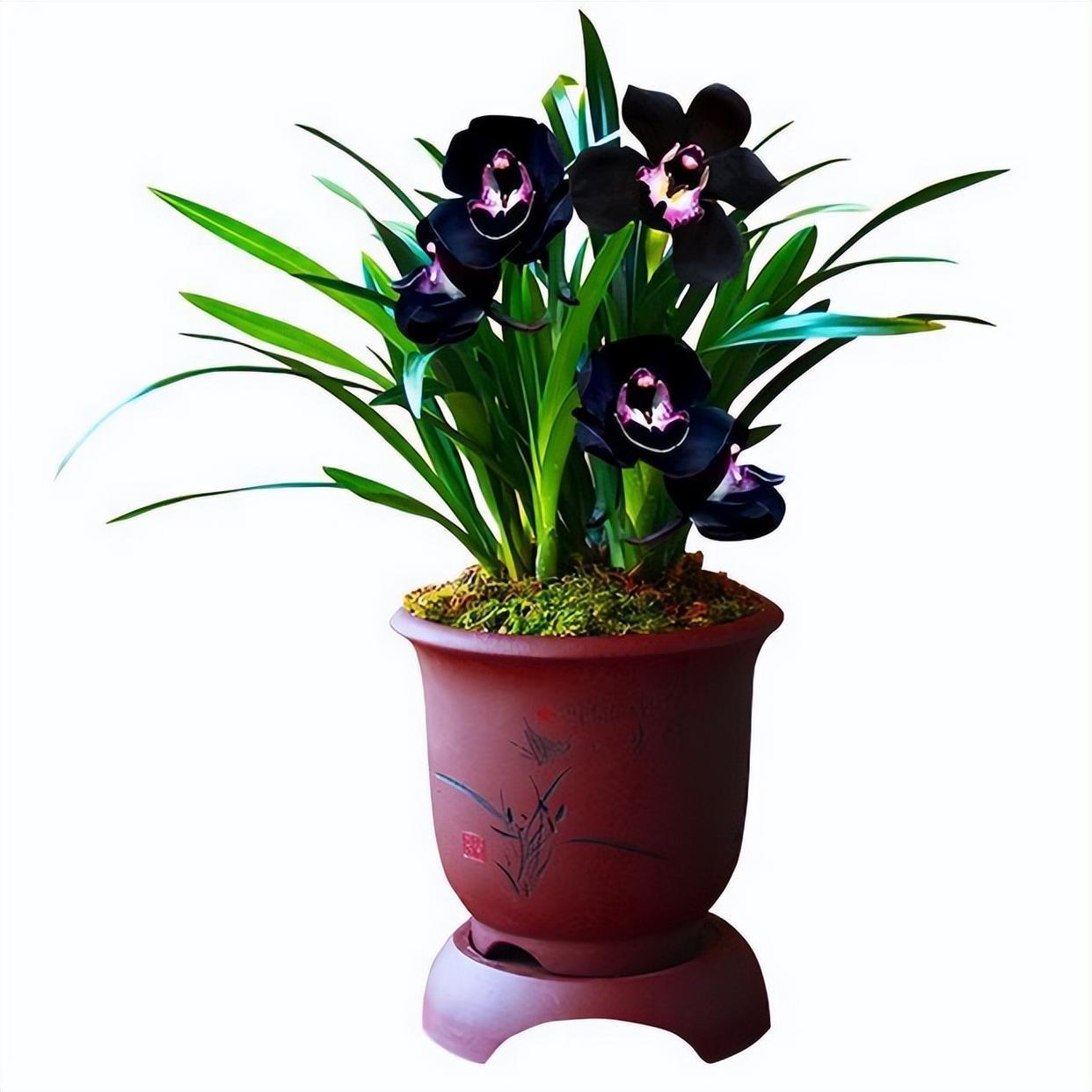 墨兰黑雪姬被誉为"神秘王子",花色迷人,黑杆黑花,开花香满屋