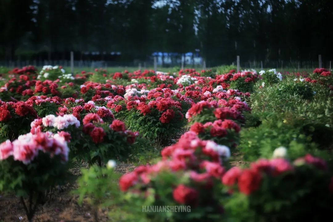 百花竞放菏泽的春天是被『牡丹』唤醒的春光陆续出发,渐渐抵达人间