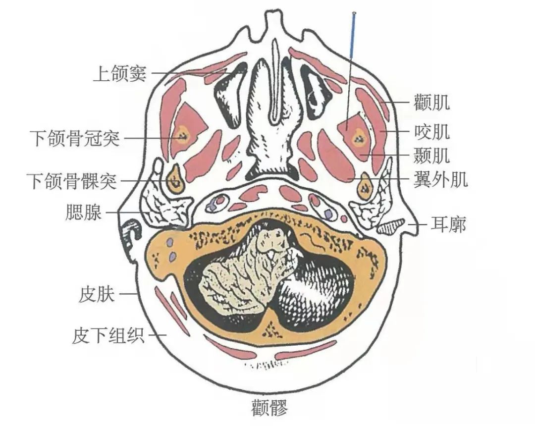 穴位知识:颧髎,能清热消肿,祛风止痉