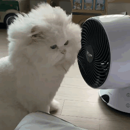 随手买了一个小斗笠给猫戴上后,越看越眼熟……这是鳌……鳌拜?