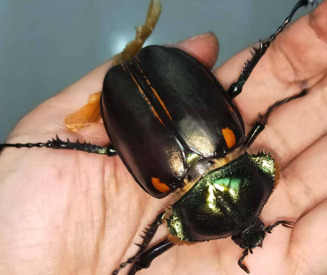 地球在轮回?被宣布灭绝41年后,阳彩臂金龟频繁现身,意味着什么