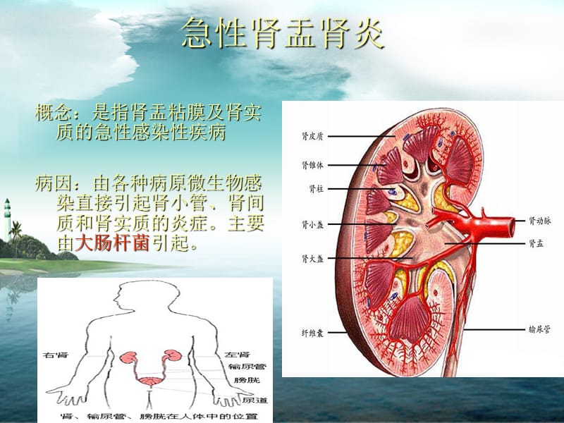 肾炎是什么病图片