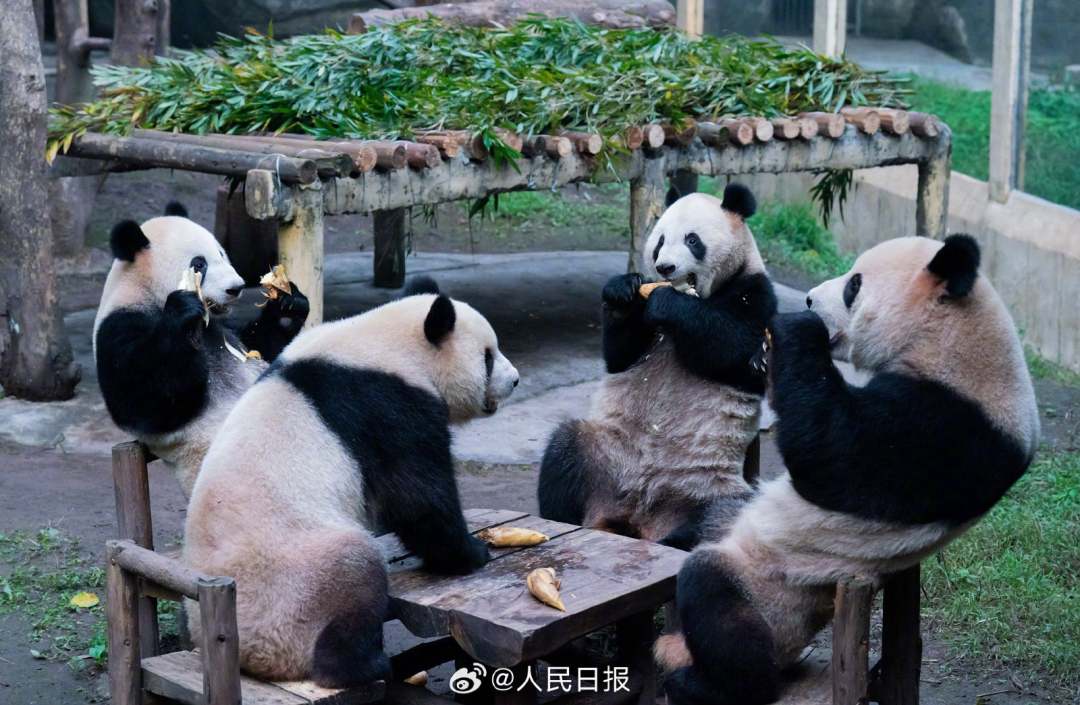 巴适!4只大熊猫围坐吃笋太惬意