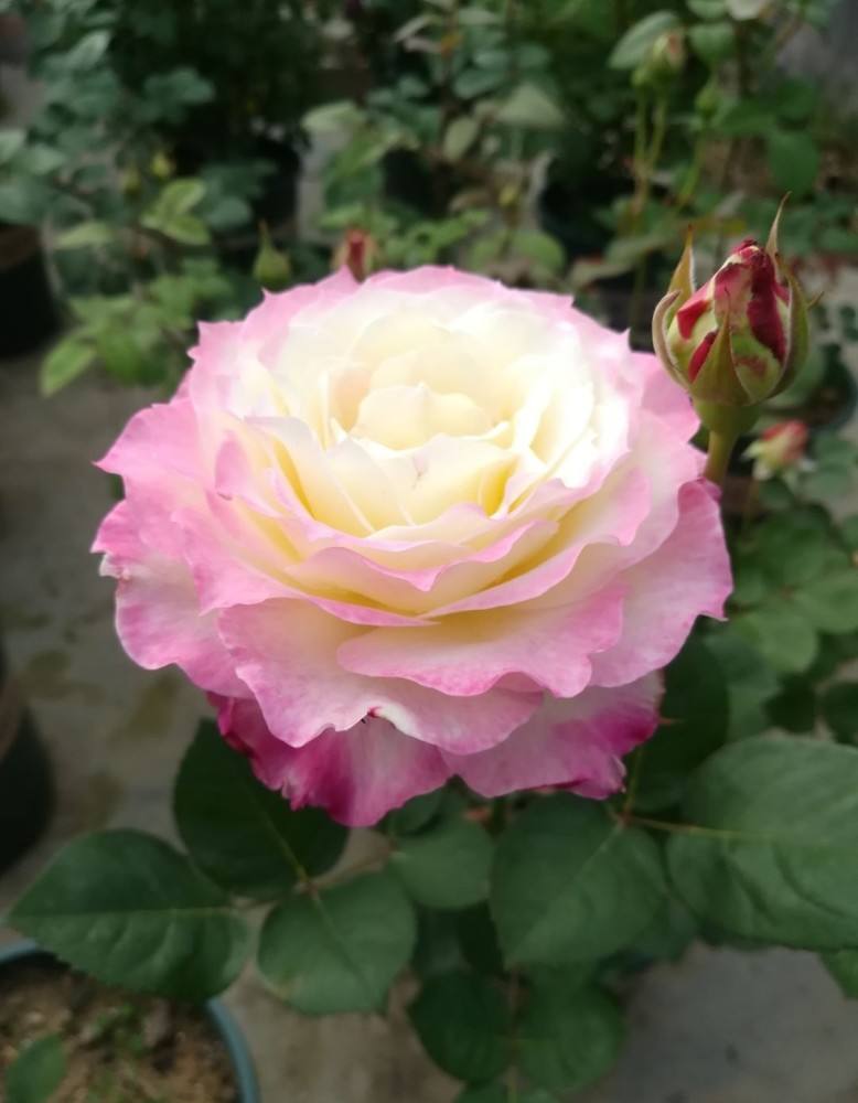 月季"灰姑娘"——四季版粉龙,花朵又美又香,没有院子也能养