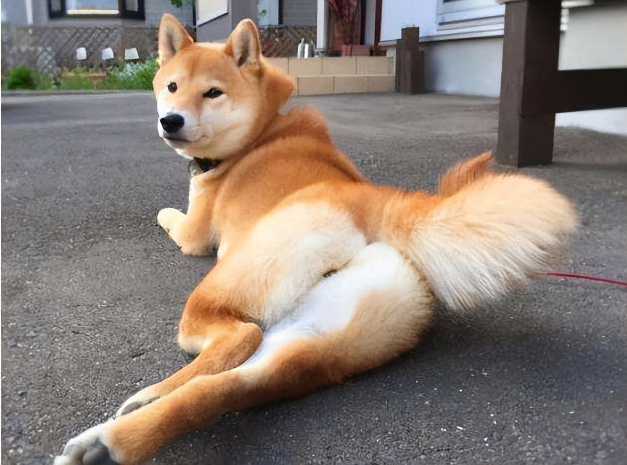 狗"弓背"的原因,原来里面含义这么多!