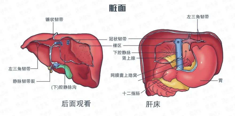 肝硬化解剖图图片