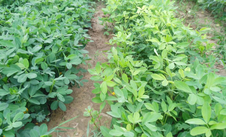 威县花生(左边为唤土种植)