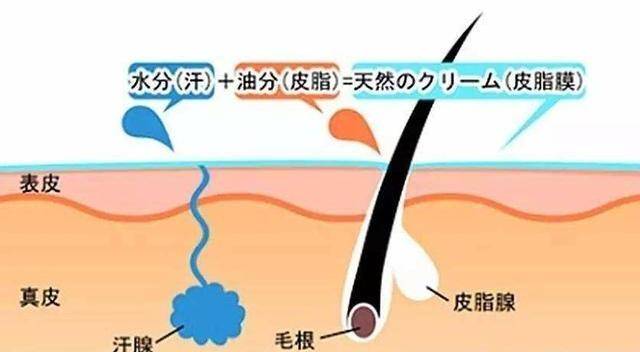 皮肤生理学皮脂膜图片