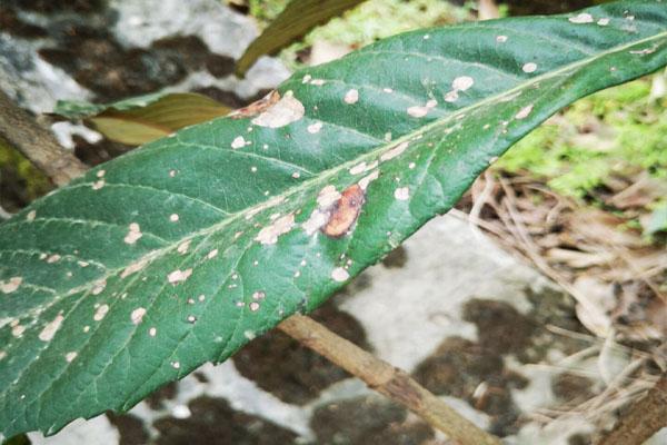 枇杷叶片上出现这种小斑点,别以为不是病,不防治会影响果实品质