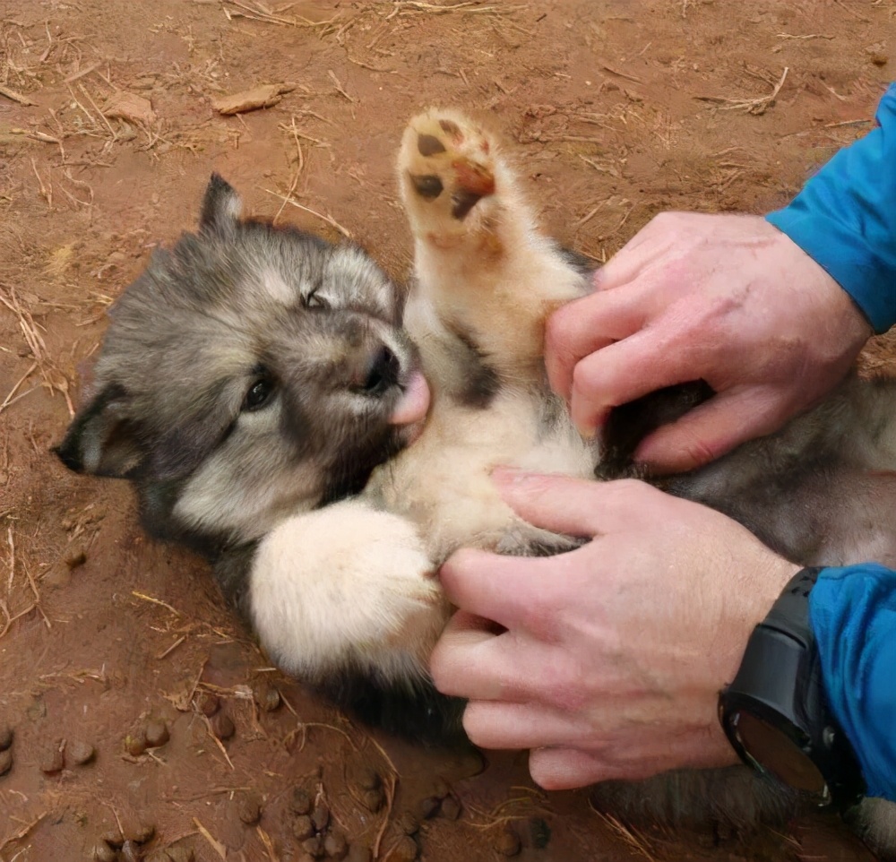 狗狗最爱被摸的地方,你今天摸了吗?