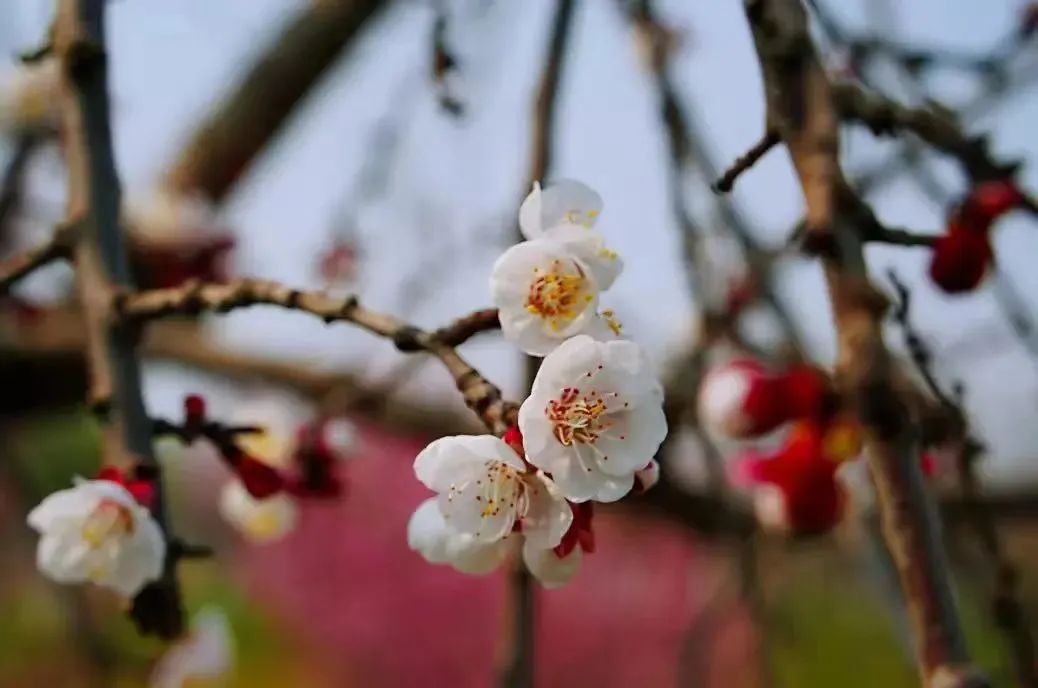 来曲江,踏青赏花沐春光吧!