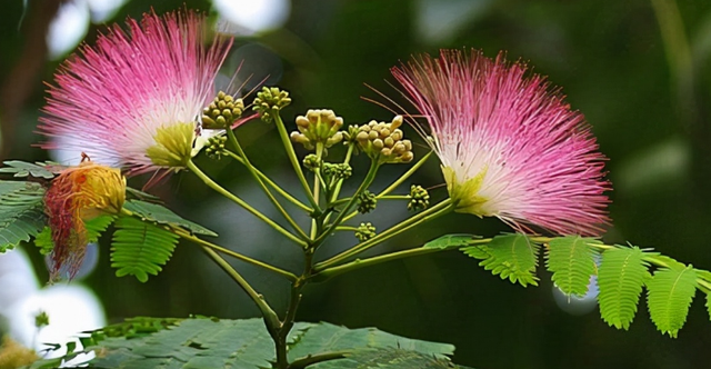 1种绿化树开花如扇子,粉嫩嫩,美极了!不少人见过却说不出名字