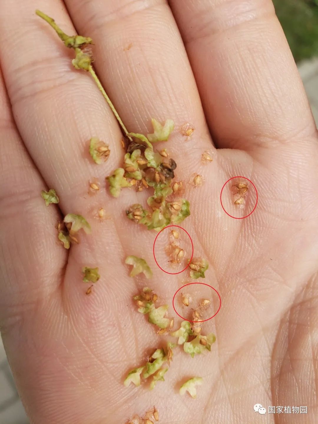 线上科普|植物园里的观察课——白桦的四季