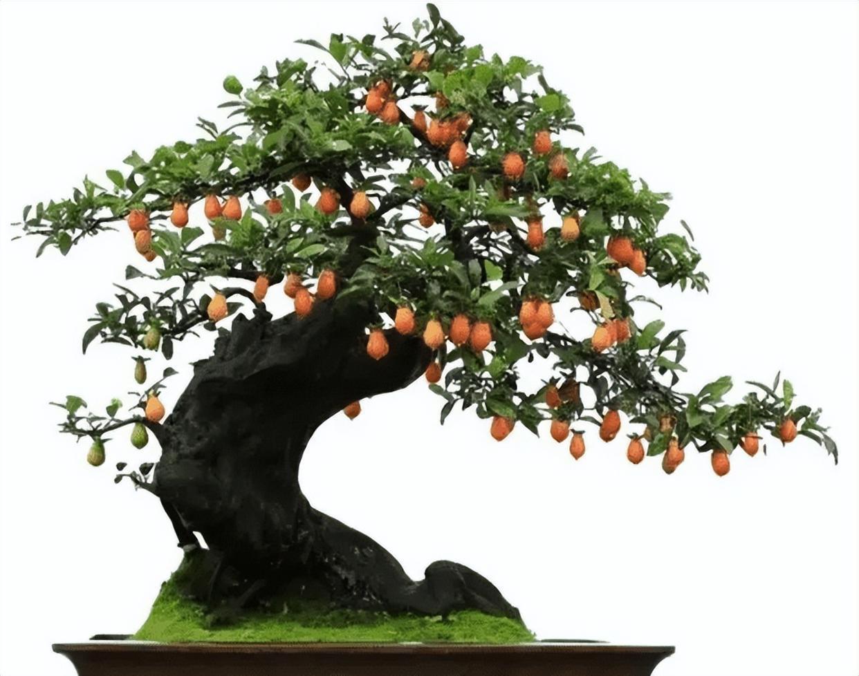 家里养盆金弹子盆景,好看又好养,值得养护!