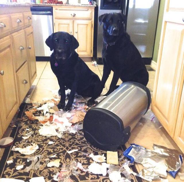 恭喜!如果狗狗有这6个坏习惯,说明它很聪明!