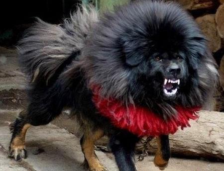 鬼獒和藏獒的区别:揭开神秘的獒犬世界中的两大巨头