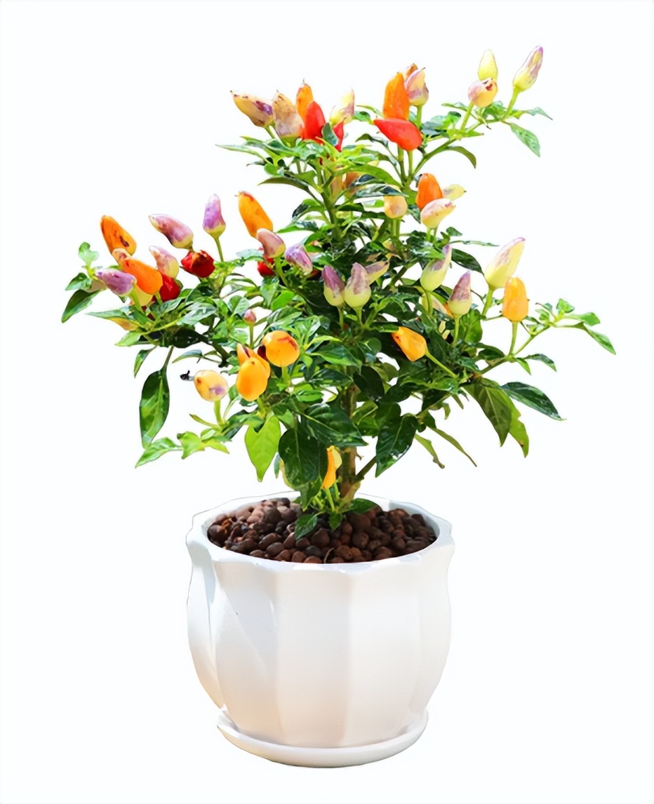 五彩辣椒长成 "树",色彩斑斓真好看,一棵能结上百个,随便吃