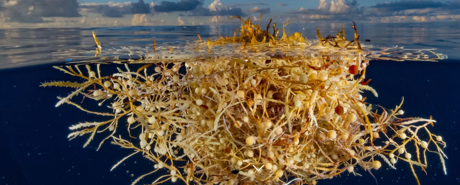 据说马尾藻海是地球上最危险的海,透明度达61米,到底有多恐怖?