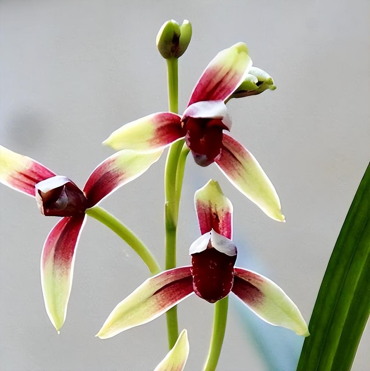 建兰一流红素——国魂,兰香四溢,花开后仙气十足,观赏价值高