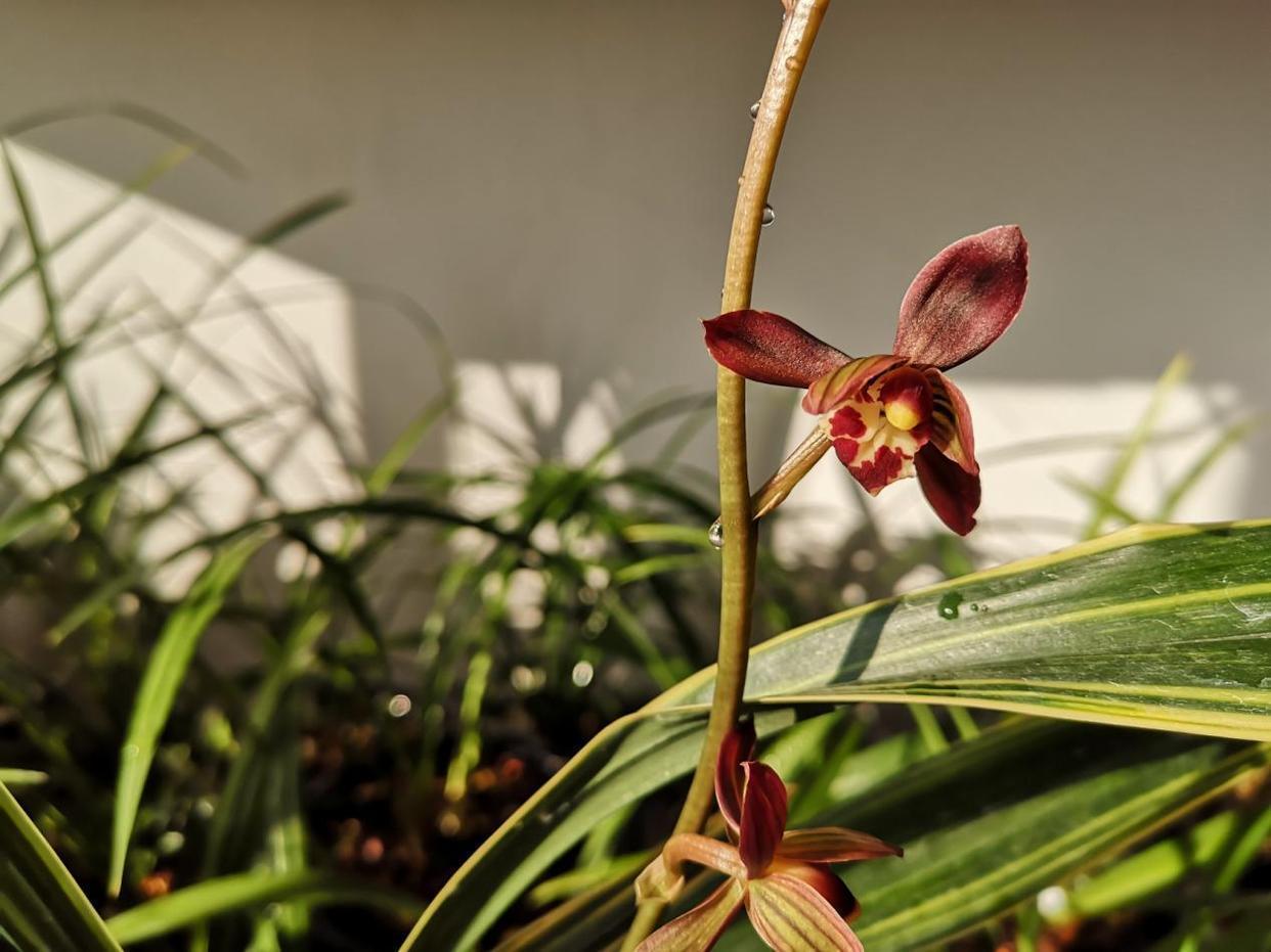 墨兰矮种"红神荷",花色艳丽,兰香浓郁,叶艺完美,新手也能养