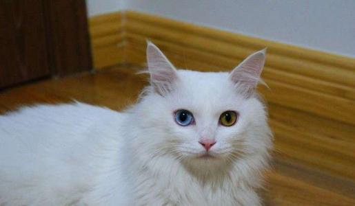 白毛蓝眼睛的猫是什么品种?它的颜值有多高