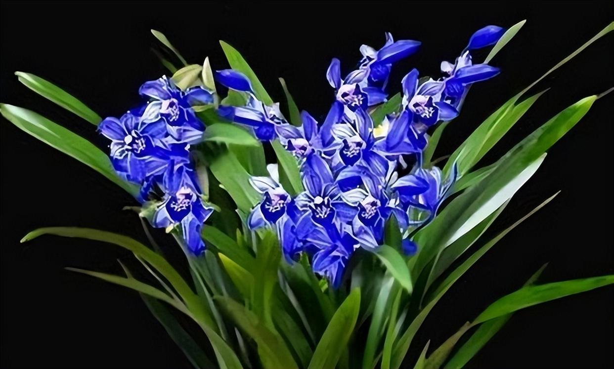 如同蝴蝶般翩翩起舞的醉玲珑,十分惊艳