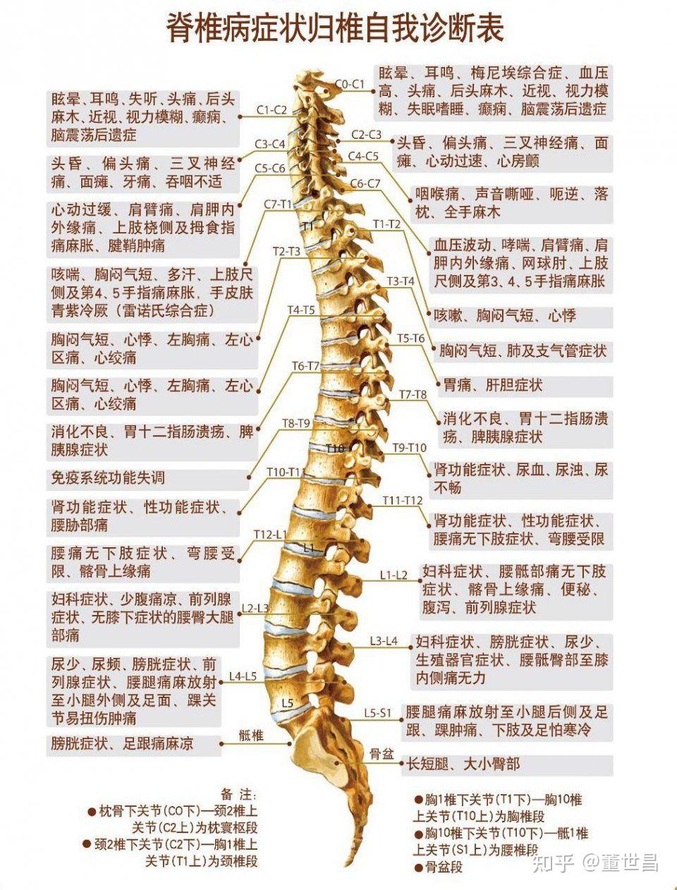 脊柱两旁的经络图图片