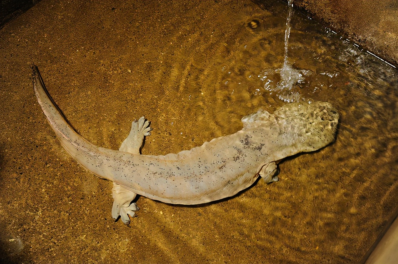 我国的"二级保护动物",却被湖南人端上餐桌,当地人:随便吃