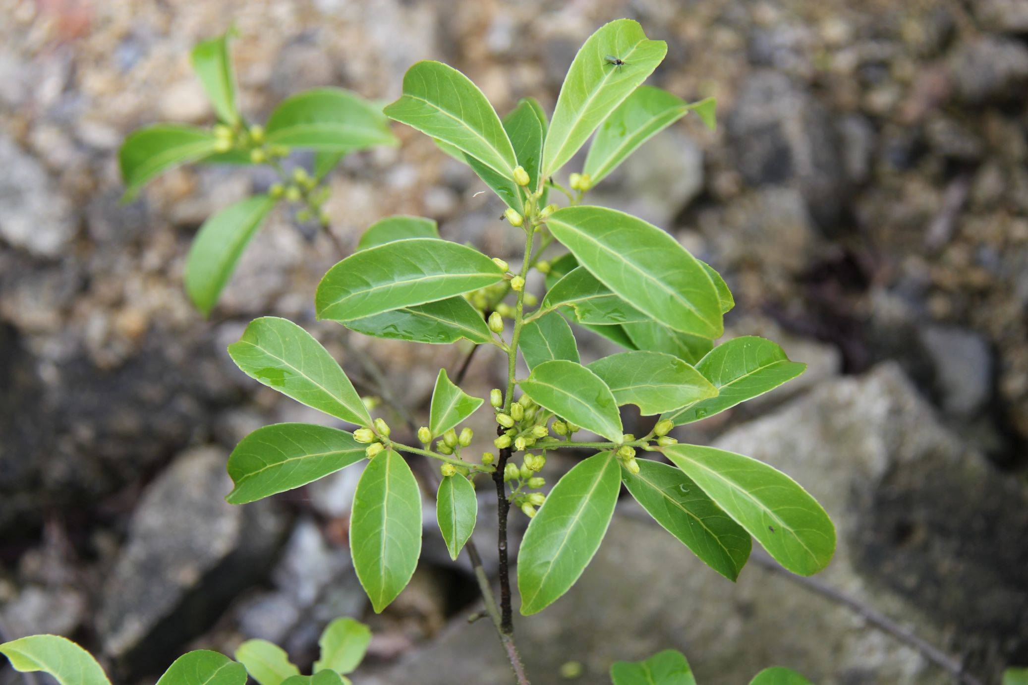 树旁边发现五米长的过山枫,全身上下都是宝,别把它当杂草了