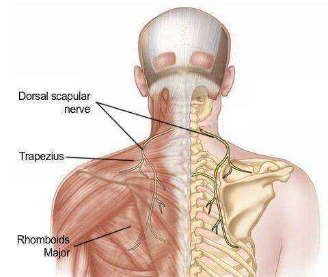 肺癌后背疼痛的位置图图片