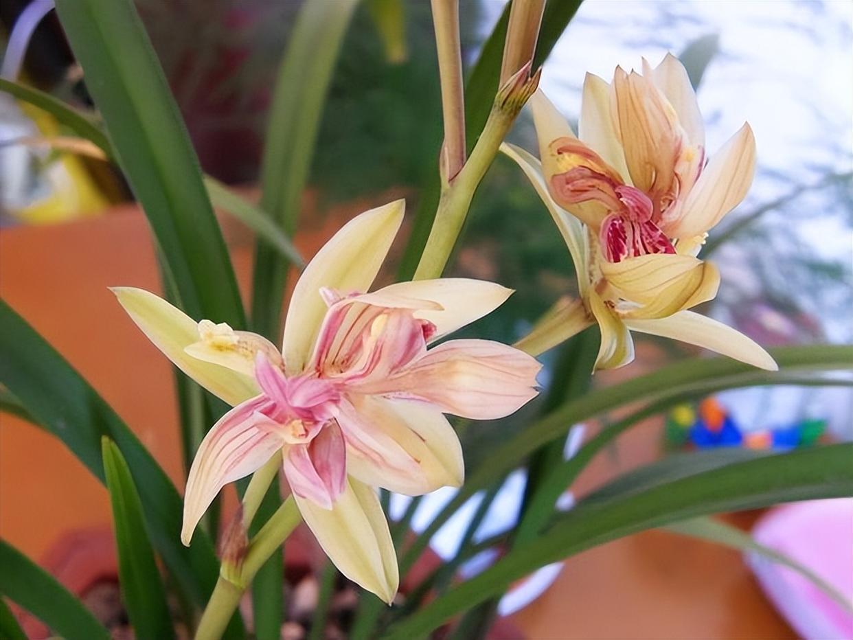 我国精品兰花——富山奇蝶,重瓣兰花,花开美丽,兰香浓郁