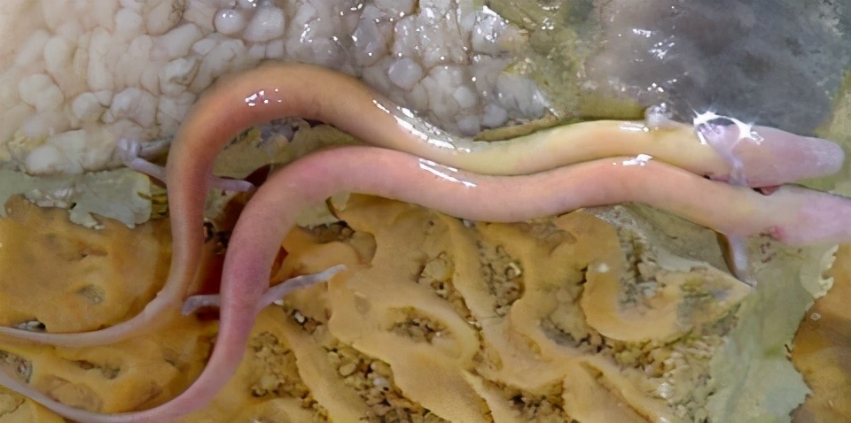 洞螈7年才交配一次,为什么懒到连交配时间都这么久?