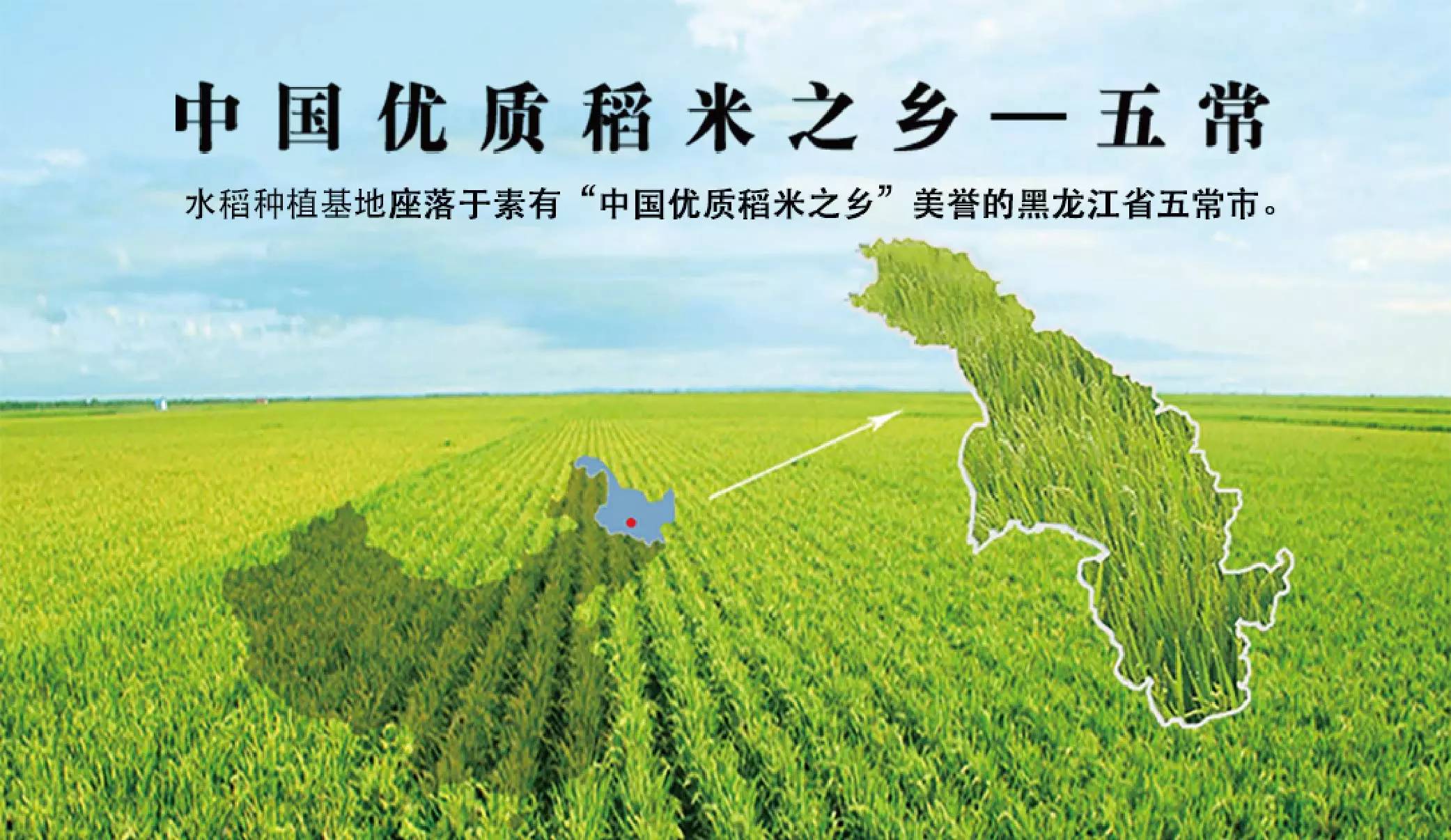 一"米"难求!五常大米到底好在哪里,如何辨真假?