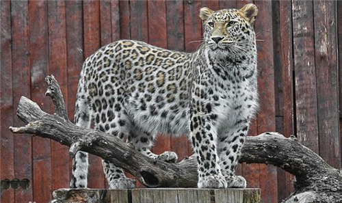 人类真能徒手打死豹子吗?历史上仅3人成功过,都用了同一个绝招