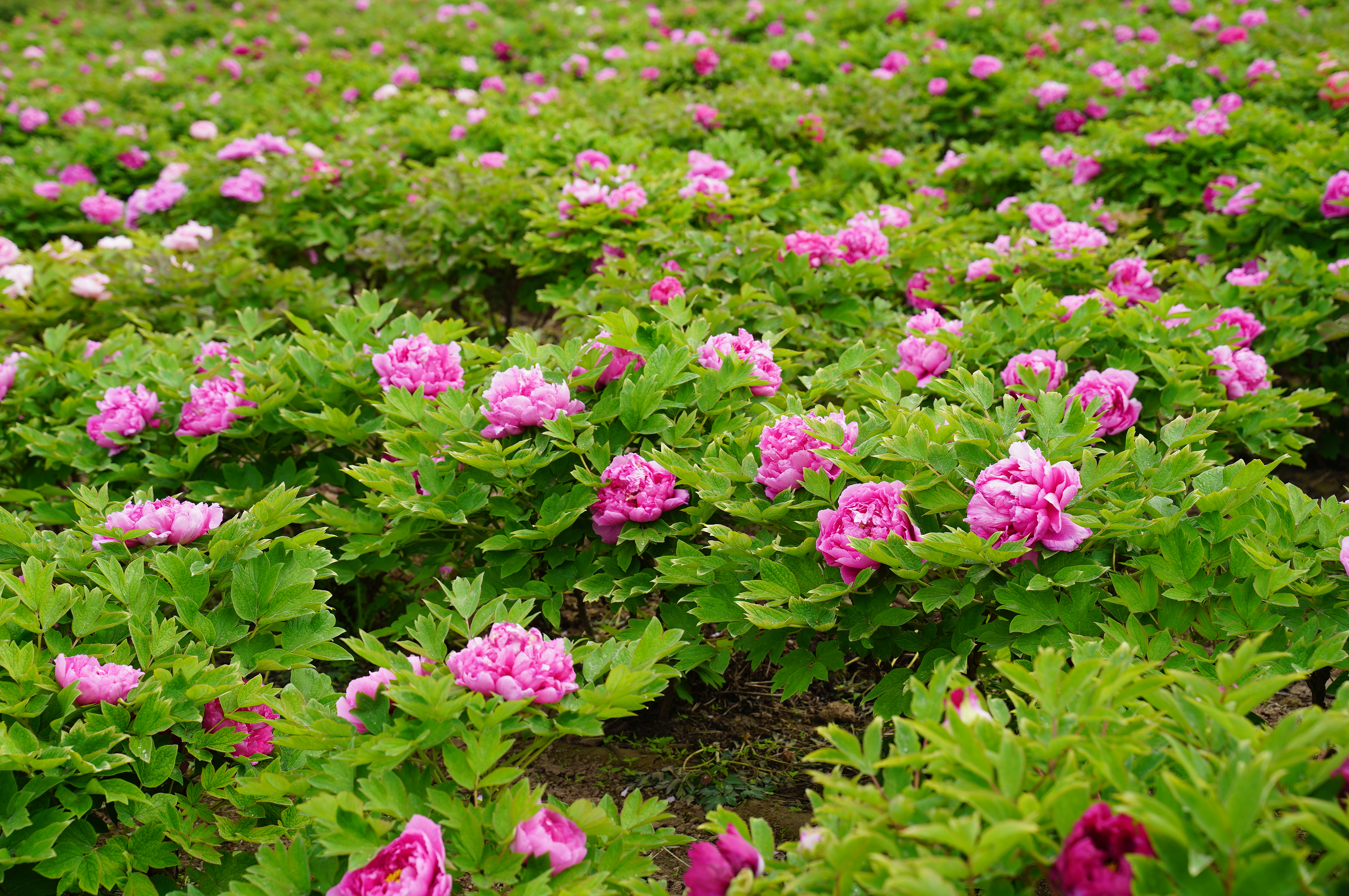 赏花赏景双丰收,河北白台峪村万亩牡丹花盛开