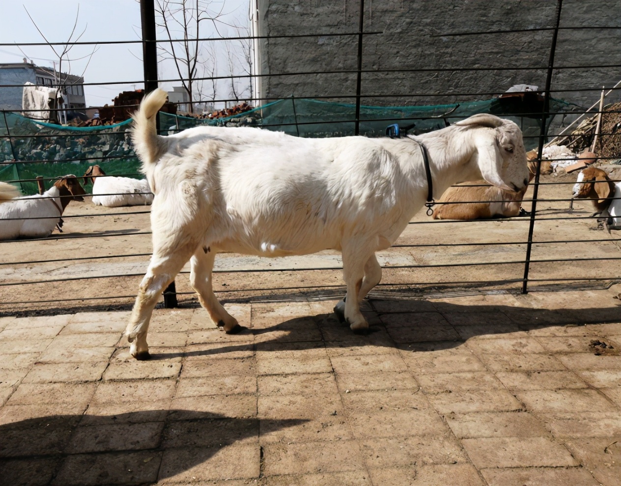 母羊产后没有奶水怎么办?这几点要注意