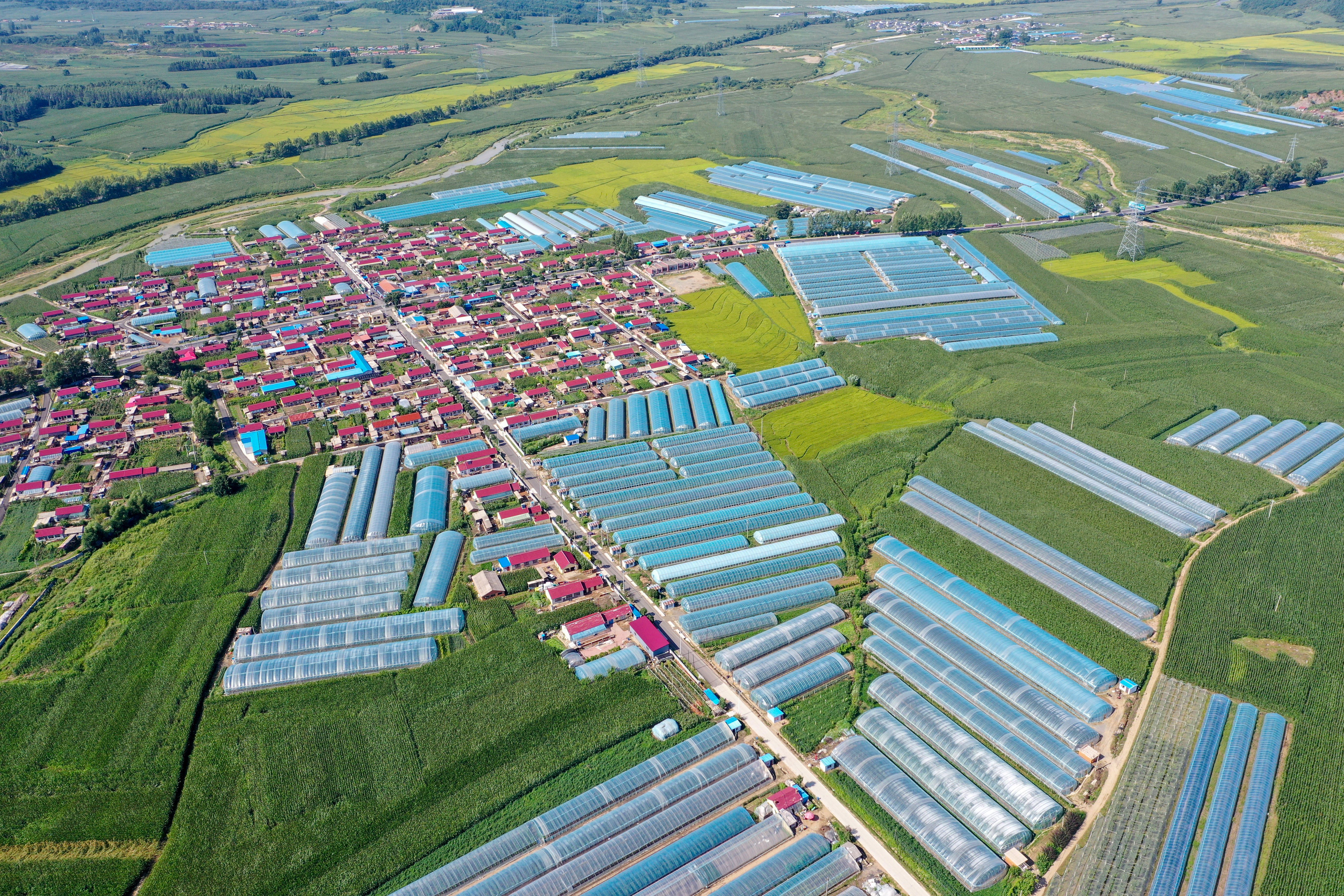 吉林:设施农业助增收(1)