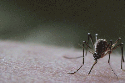 九成人不知蚊子的"天敌"是啥?教你个窍门,蚊子"逃跑了"