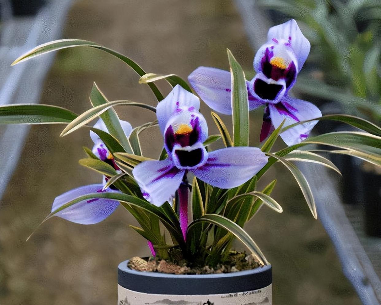 建兰新品"紫月荷",花香怡人,又美又仙,让人爱不释手