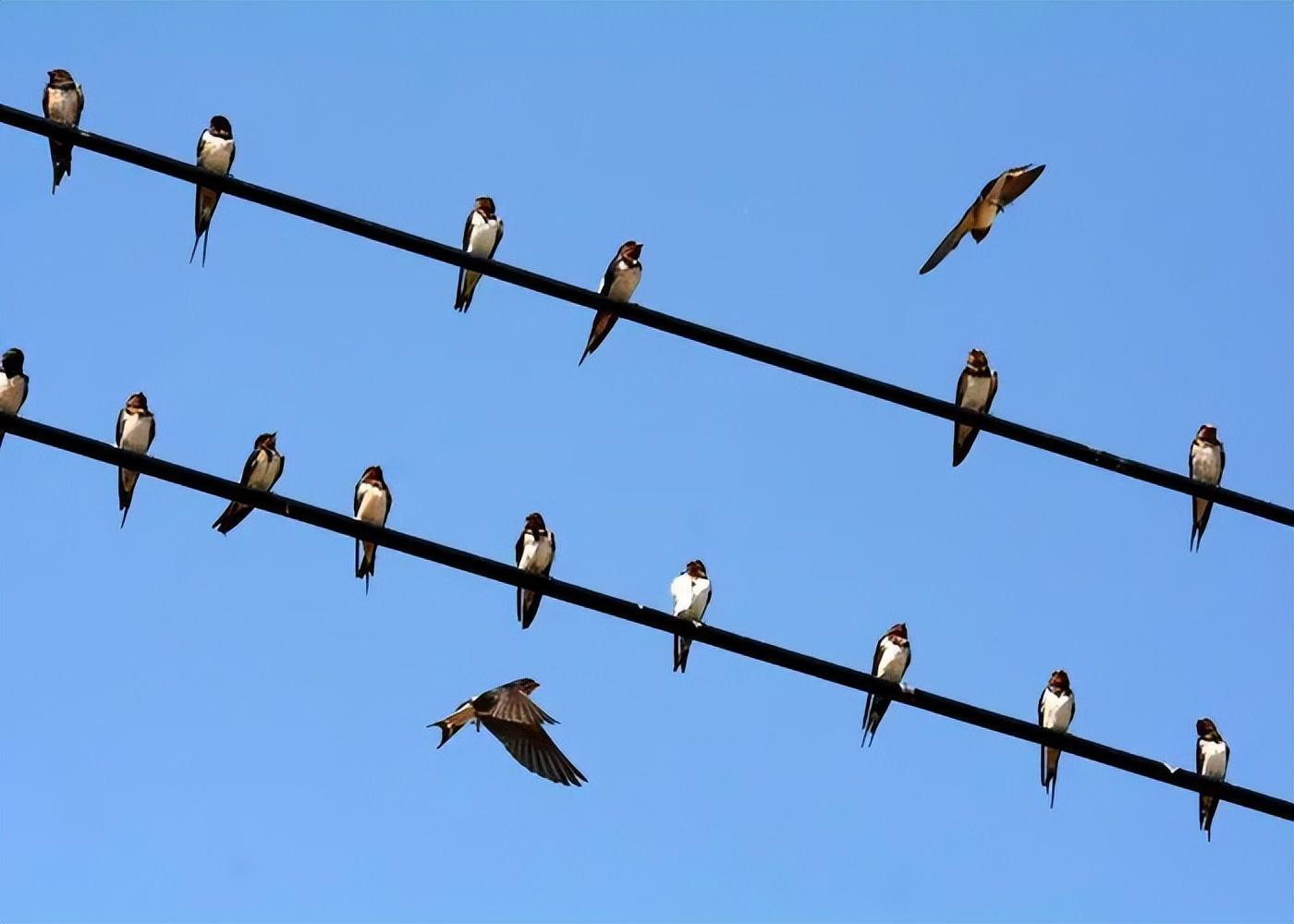 燕子年年飞往南方过冬南方究竟在哪原来很多人都理解错