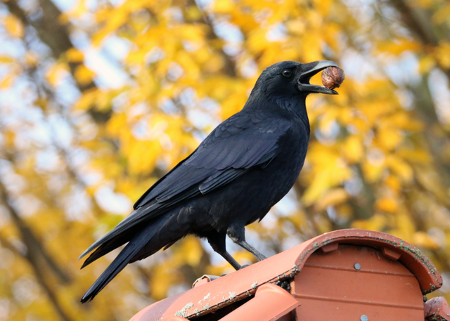 山西朔州一村庄惊现密密麻麻"黑老鸹"!究竟是何原因