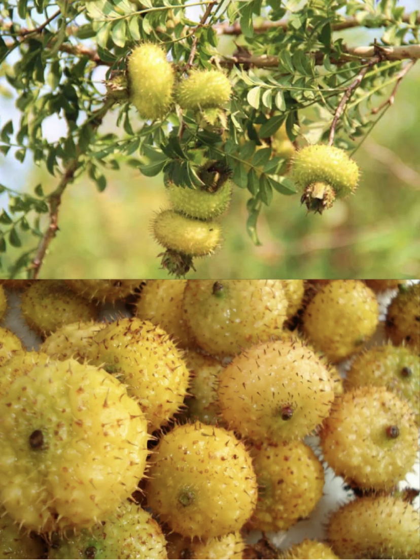 仙人果,野刺梨,糖包子,这4种夏末秋初的迷人滋味,你吃过吗?